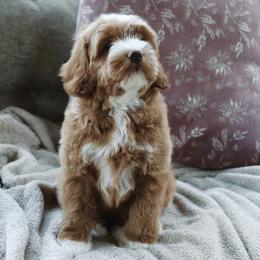 Goldendoodle Puppies from Cedarcrest Goldendoodles