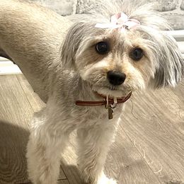 Morkies and Yorkshire Terriers from Pawsh Pups Boutique
