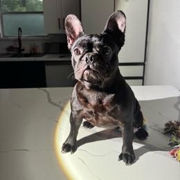 Raven - Black female French Bulldog puppy in Houston, Texas from Grays Frenchies
