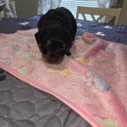 Rottweiler Puppies from Rottbies