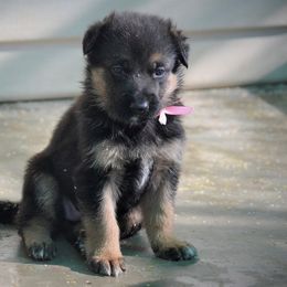 German Shepherd and Labrador Retriever Puppies from Varian Kennels