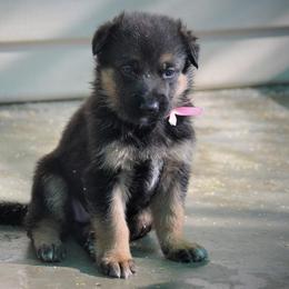 German Shepherd and Labrador Retriever Puppies from Varian Kennels