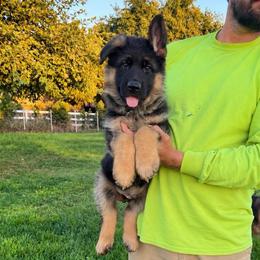 Boy 2 - Black and red male German Shepherd puppy in Stockton, California from Zaragoza German Shepherds