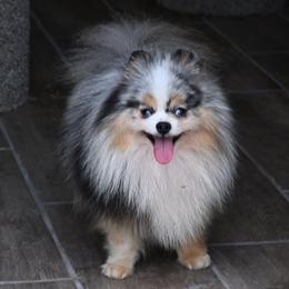 Merlin - Blue merle male Pomeranian puppy in Fultonville, New York from Sandy Aussies & Pomeranians