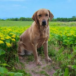 Raya - Labrador Retriever