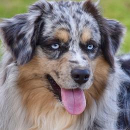 Scout - Miniature Australian Shepherd