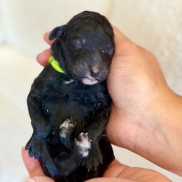 Zeus - Black male Goldendoodle puppy in Twin Falls, Idaho from Burrow & Bone