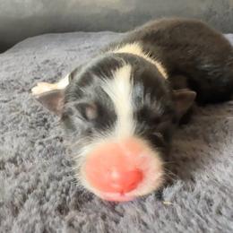 Oddish - Black tri-color male Australian Shepherd puppy in Chaplin, Connecticut from Mystic Moon