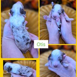 Otis - Merle male Goldendoodle puppy in Decatur, Tennessee from Diamond's Doodles
