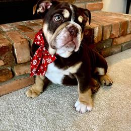 Boxer, Bulldog, and French Bulldog Puppies from Hillview Kennels
