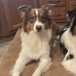 Australian Shepherds from BWINS AUSSIES
