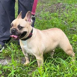 Bambi - French Bulldog