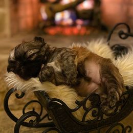 Cinnamon - Brindle female Shih Tzu puppy in Hialeah, Florida from South East Coast Angels Shih Tzus