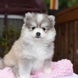 Juniper- Hannah Family - Gray and white female Pomsky puppy in Coos Bay, Oregon from Ocean View Pomskies