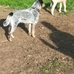 Australian Cattle Dog and French Bulldog Puppies from Sugarloaf French bulldogs and Australian cattle dogs