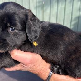 Boy, yellow collar - Brindle male Dachshund puppy in Polson, Montana from Little Miss Dachshunds of Montana