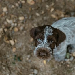 Wirehaired Pointing Griffon Puppies from Double Barrel Griffons