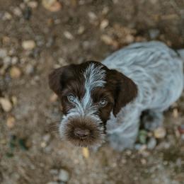 Wirehaired Pointing Griffon Puppies from Double Barrel Griffons