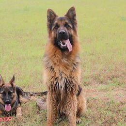 German Shepherd Puppies from Maroon Hills Kennel