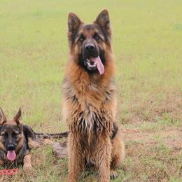 German Shepherd Puppies from Maroon Hills Kennel
