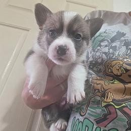 Green collar - Sable and white male American Corgi puppy in Odessa, Missouri from LOYAL T K9's CORGIS