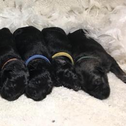 German Shepherd Puppies from EshelmanSchwitz German Shepherd Dogs