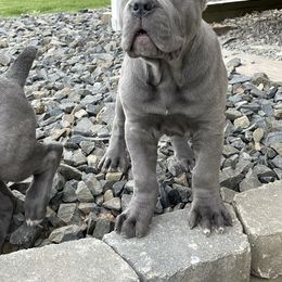 Cane Corso Puppies from Virtue Cane Corso