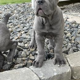 Cane Corso Puppies from Virtue Cane Corso