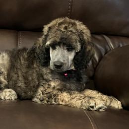 Poodle Puppies from Schrute Farms Standard Poodles