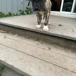 Great Dane Puppies from K&A Danes