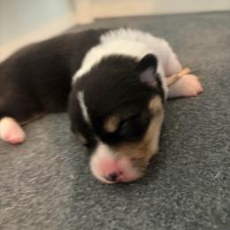 4 - Black and white female American Corgi puppy in Boyd, Texas from Barker's Corgis