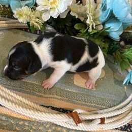 Elah - White black and tan male Rat Terrier puppy in Savoy, Texas from Rockin EZ Rat Terriers