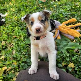 Flurry - Blue merle female Border Collie puppy in Menasha, Wisconsin from Little Rose Retrievers