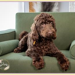 Ethan - Brown male Cockapoo puppy in Connersville, Indiana from Deaz Doodle Ranch