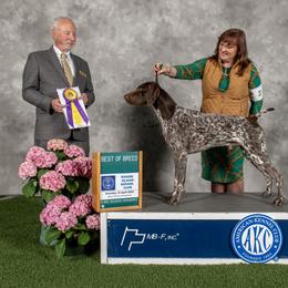 German Shorthaired Pointer All Grown Up from Windward German Shorthaired Pointers
