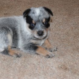 Australian Cattle Dog Puppies from Lyla Hinman's Australian Cattle Dogs