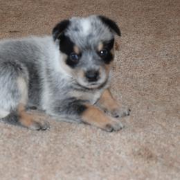 Australian Cattle Dog Puppies from Lyla Hinman's Australian Cattle Dogs