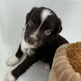 Miniature Australian Shepherd and Toy Australian Shepherd Puppies from Ollie's Aussies