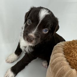 Miniature Australian Shepherd and Toy Australian Shepherd Puppies from Ollie's Aussies