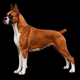 Abby - Boxer