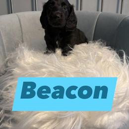 Beacon - Black male Dachshund puppy in Lubbock, Texas from Wagging Tails