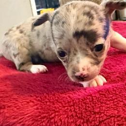 Chanel AKC - Merle female Chihuahua puppy in Seneca, Missouri from Stephanie’s Puppy Colony