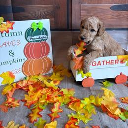 Francheska - Apricot female Poodle puppy in Fountain, Florida from Silva Royale Standard Poodles