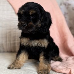 Kat - Black and tan female Cavapoo puppy in Beckley, West Virginia from By Design Doodles