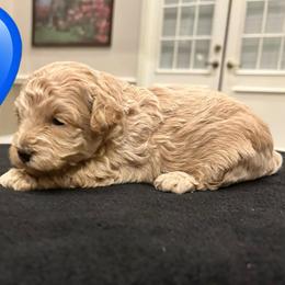 Enoch - Cream male Poodle puppy in Mineral Wells, Texas from S.H.A.R.P.’s Toy Poodles