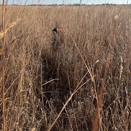 German Shorthaired Pointer All Grown Up from The Nosbisch Ranch Shorthaired Pointers
