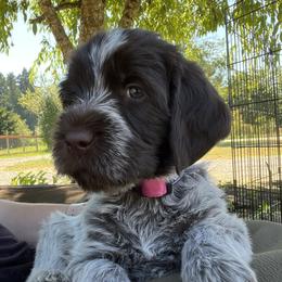 Dino - Wirehaired Pointing Griffon
