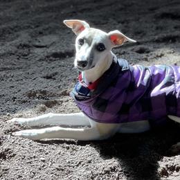 Whippet Puppies from Tigger’s Whippets