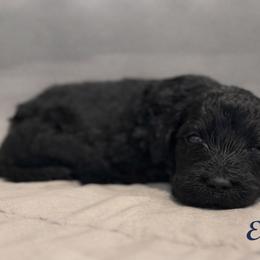 Eddie Munson - Black male Bernedoodle puppy in Bennett, Colorado from Darling Paws, LLC