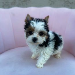 Plum Puddin' - Parti female Yorkshire Terrier puppy in Surprise, Arizona from Enchanted Yorkies